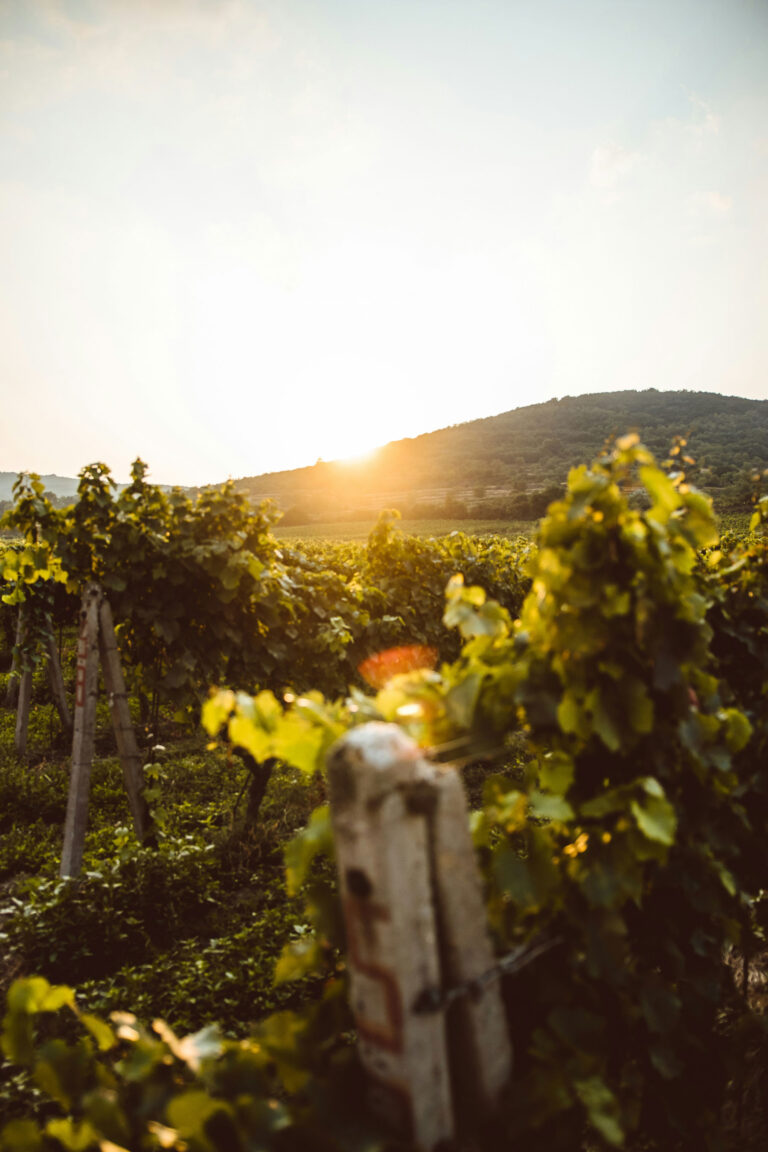Vue immersive sur un vignoble baigné par la lumière dorée du soleil couchant, entouré de collines verdoyantes.